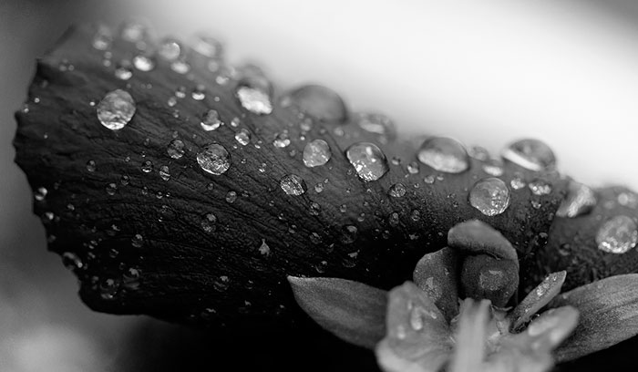 Droplets of Rain Black & White