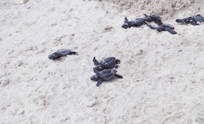 Baby Sea Turtles Hatching, Costa Rica