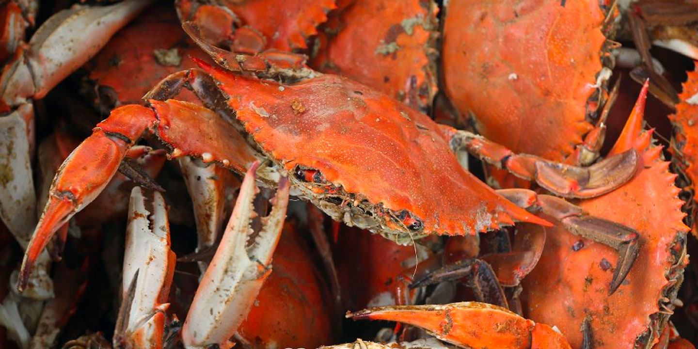 Have Crabs | Best Things To Do in Annapolis, Maryland