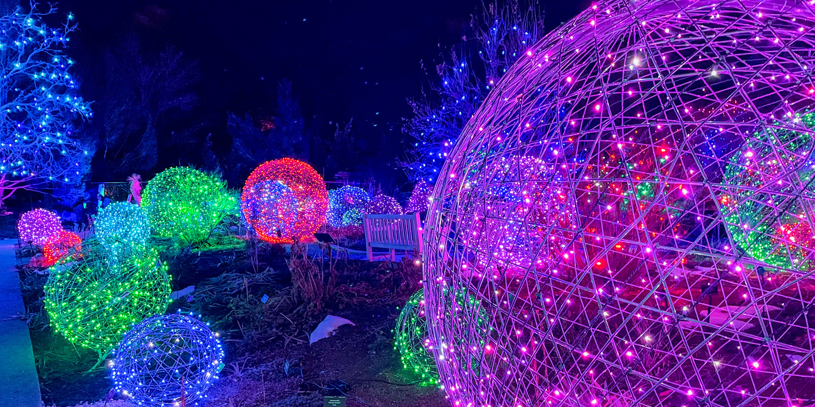 denver-blossoms-light-2024.jpg